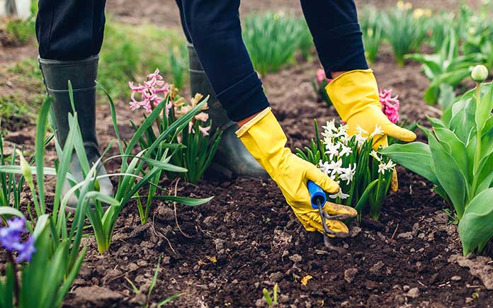 Cum să-ți pregătești grădina pentru primăvara: pașii esențiali