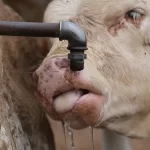 5 idei de afaceri la tara